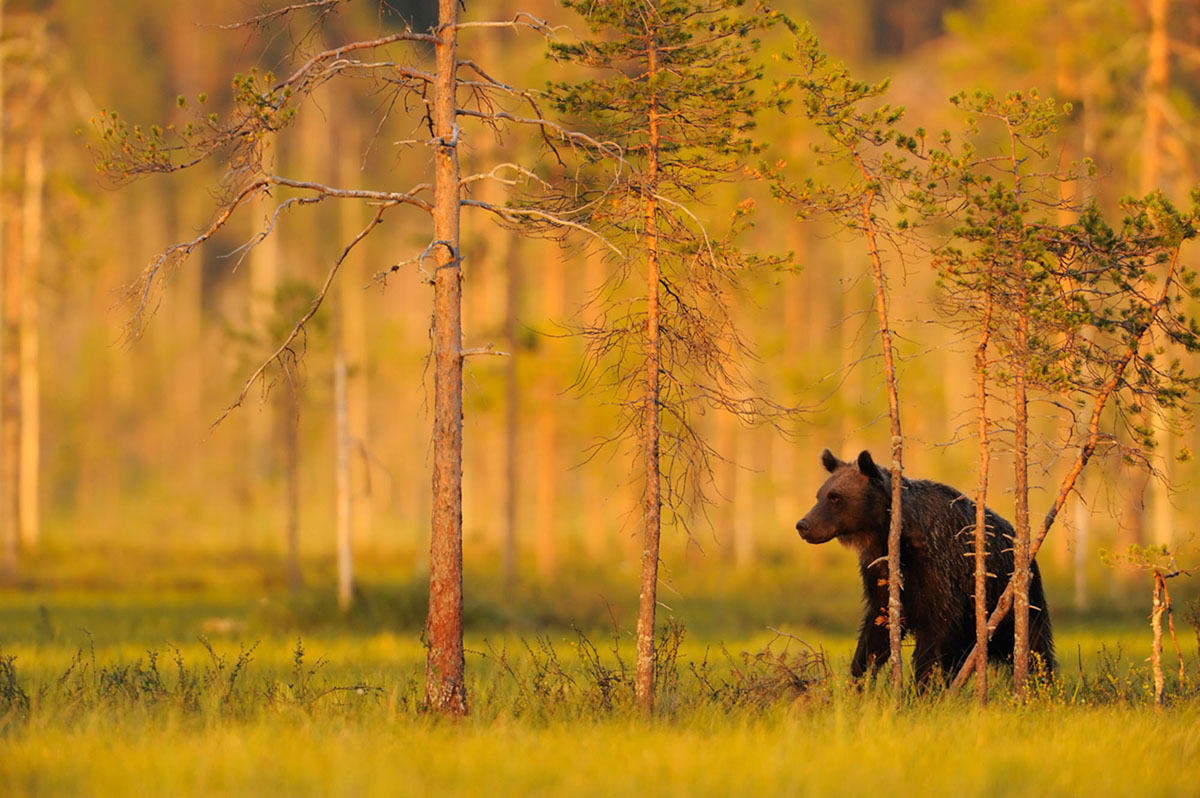 European Brown bear, Ursus arctos, Kuhmo Finland